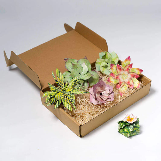 SRSLY Succulents Bundle